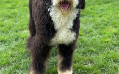 Simba – Klassischer Tricolour Bernedoodle