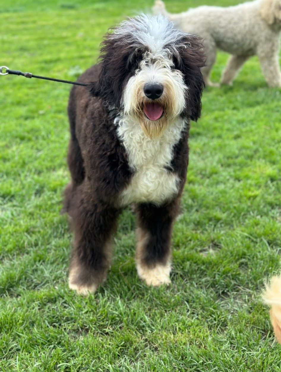 11-month-old classic triclour Bernedoodle stood on a lawn on lease with a pale-coated dog in the background.