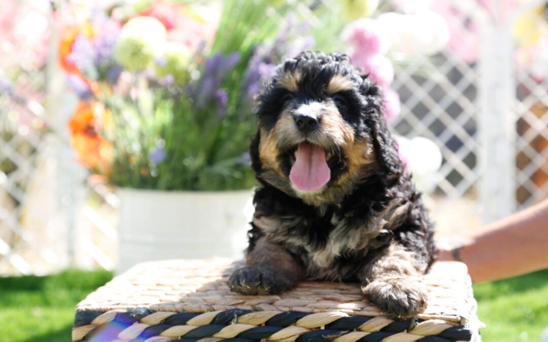 Hamlet — Phantom Bernedoodle