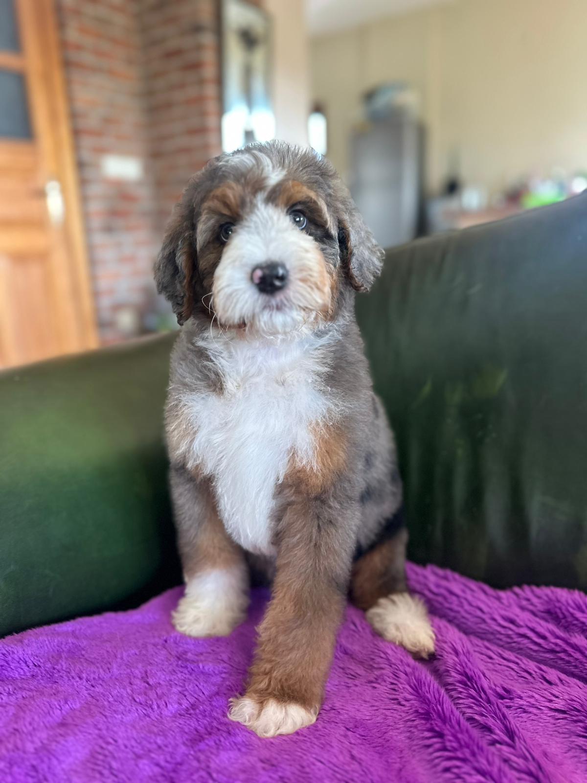Merle tricolour Bernedoodle sat on a purple blanket on a green leather sofa